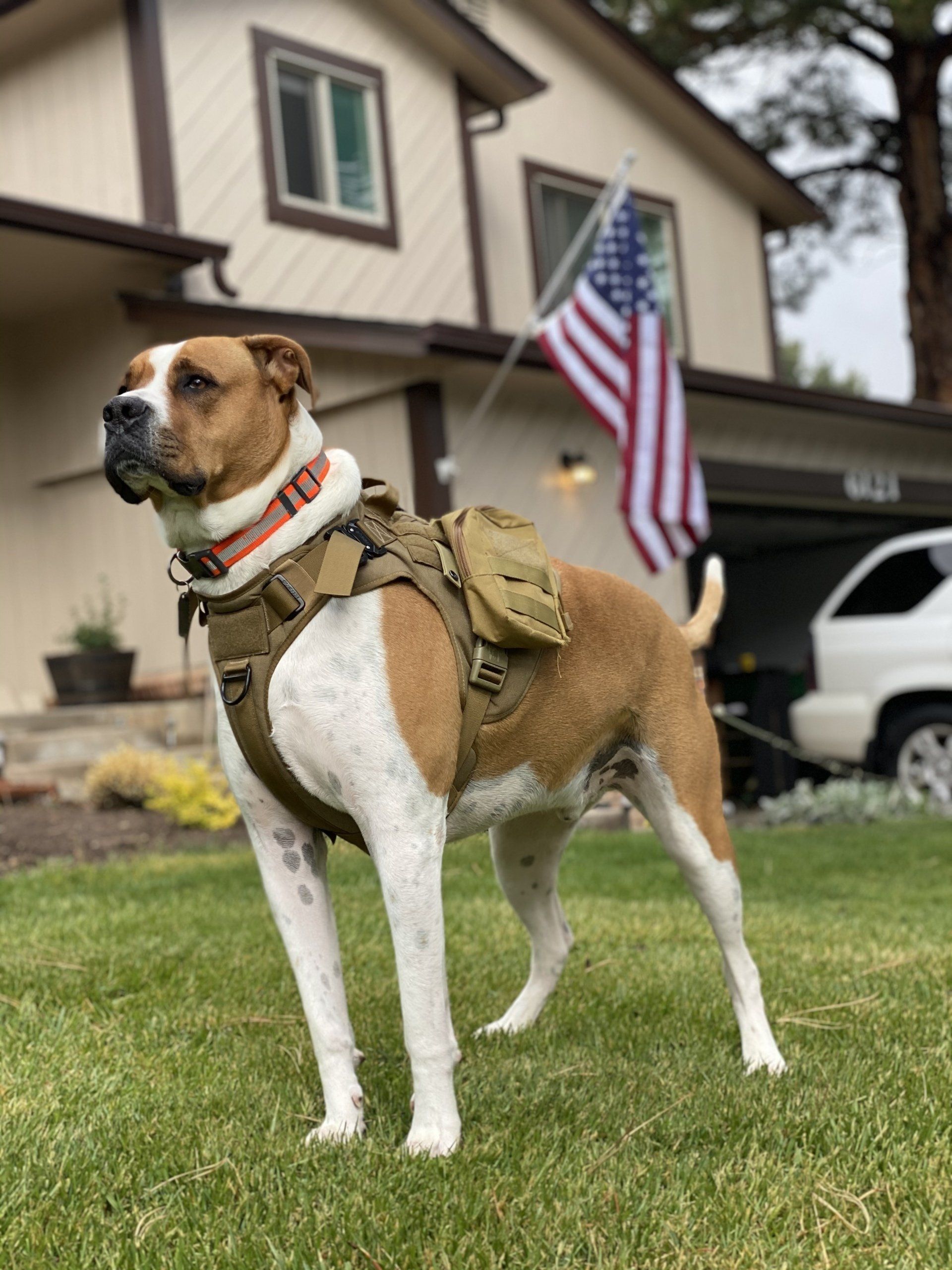 A brown and white dog wearing a backpack is standing in front of a house.