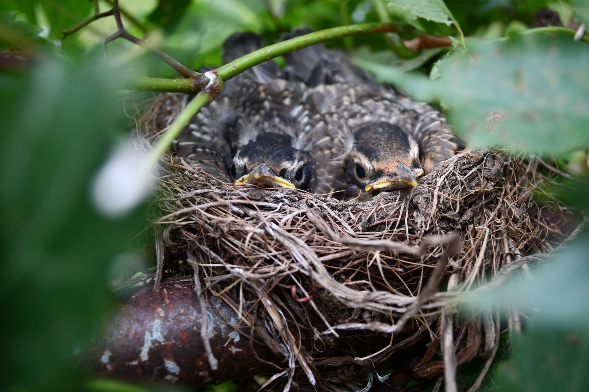 Robin nest with two babies in apple tree