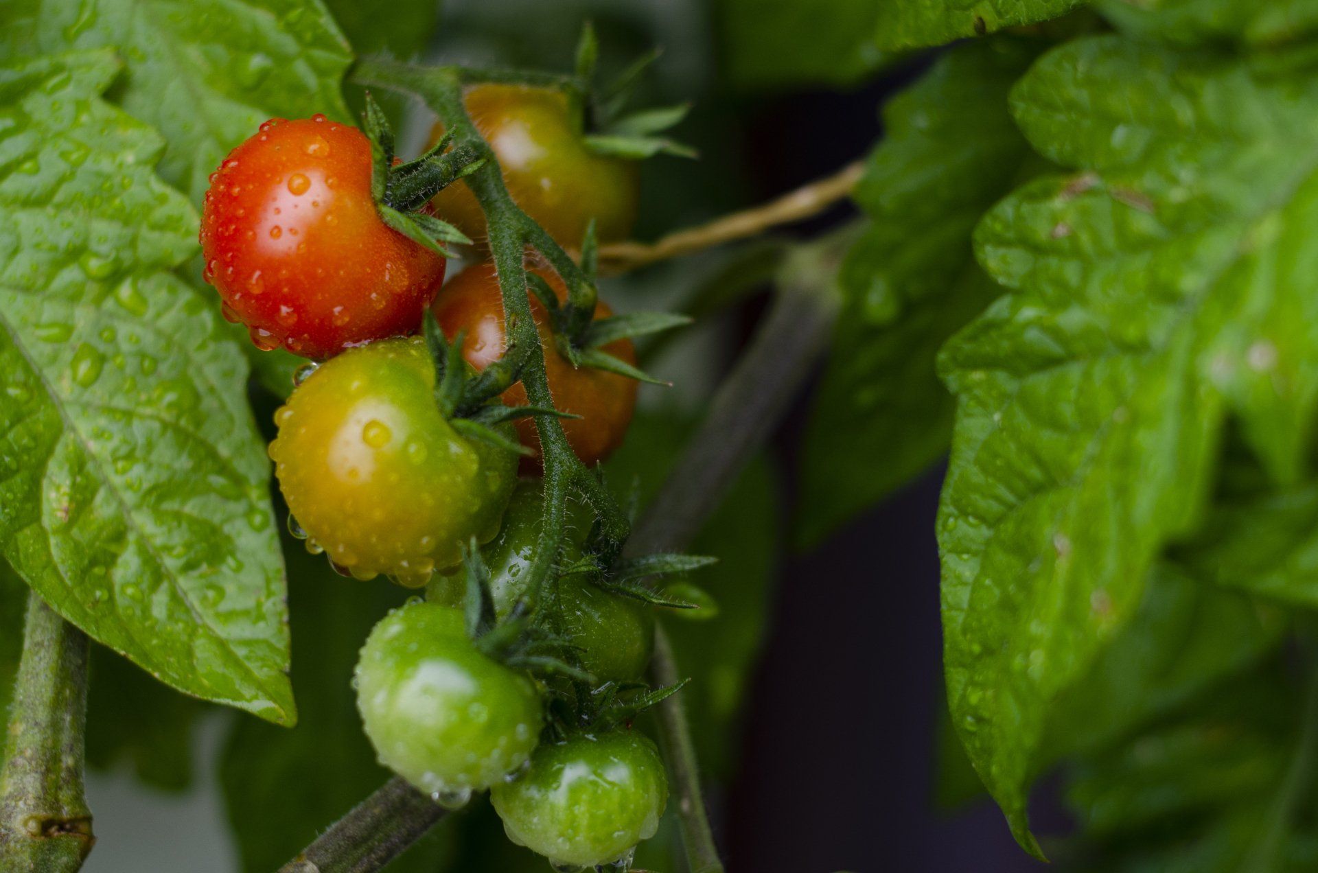 Tomaten am Strauch 