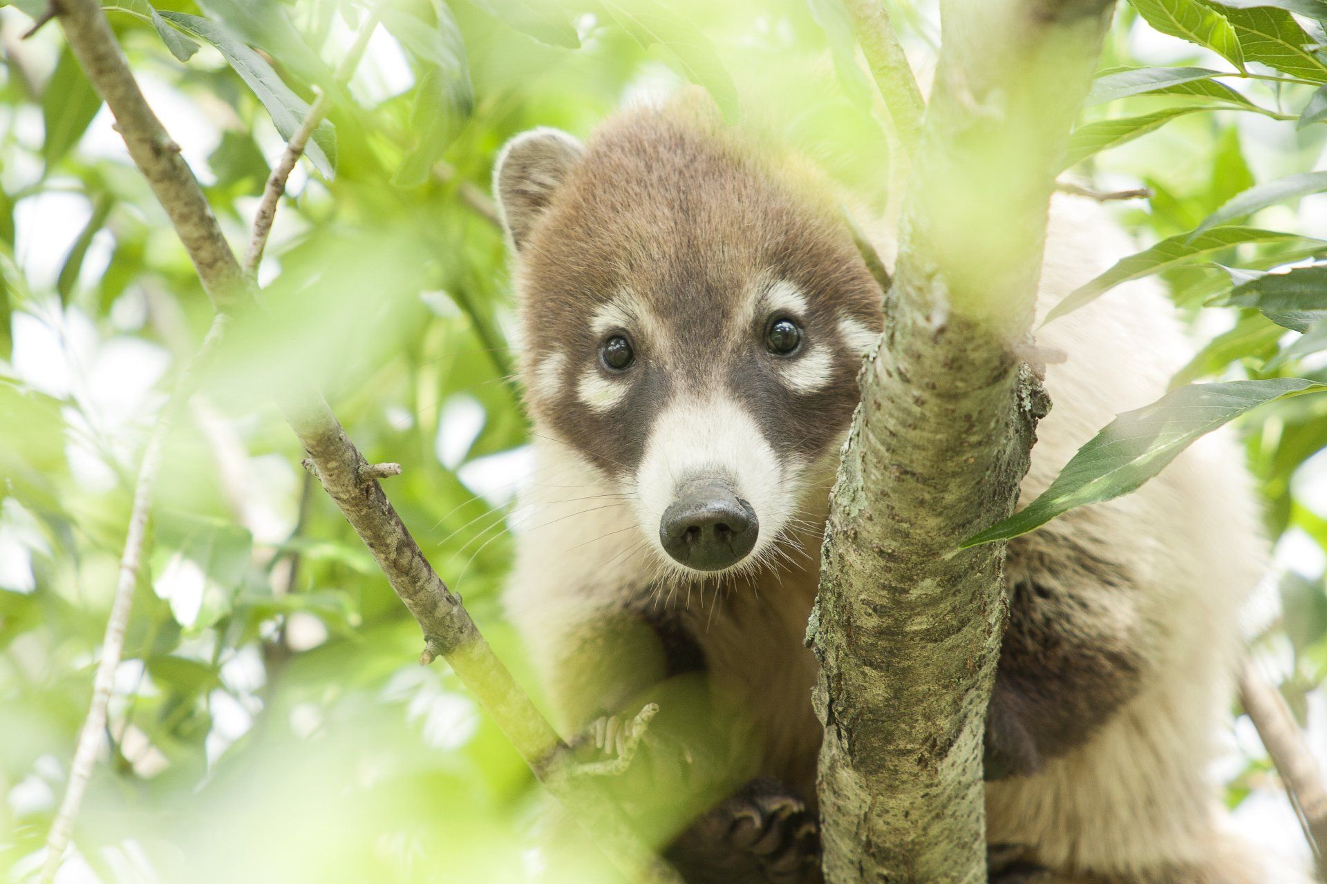 Coatimundi hiding in the trees