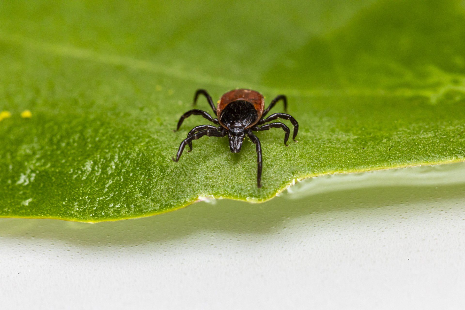 TICKS IN SOUTHERN MD CAUSE LYME DISEASE