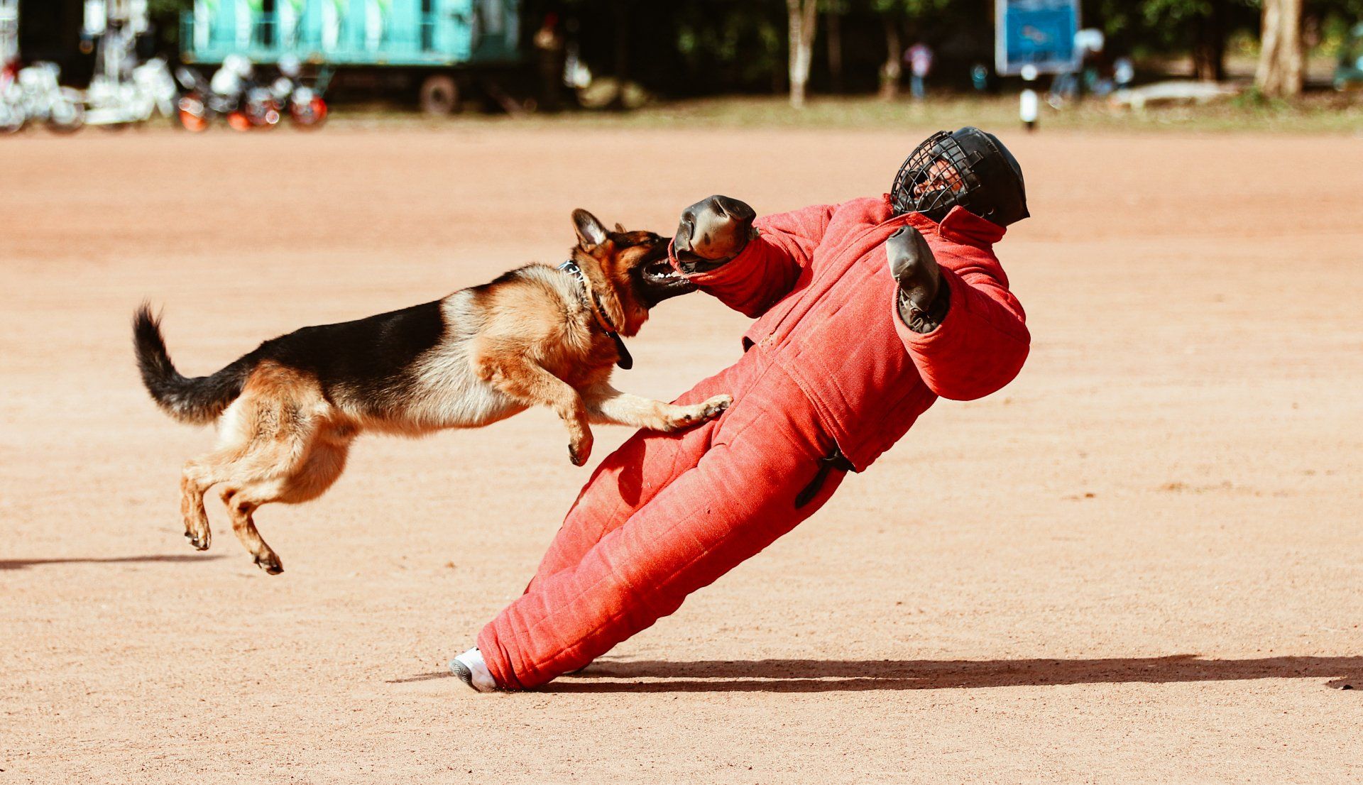 canine hydrotherapy, dog hydrotherapy, canine bodywork, dog massage, canine massage