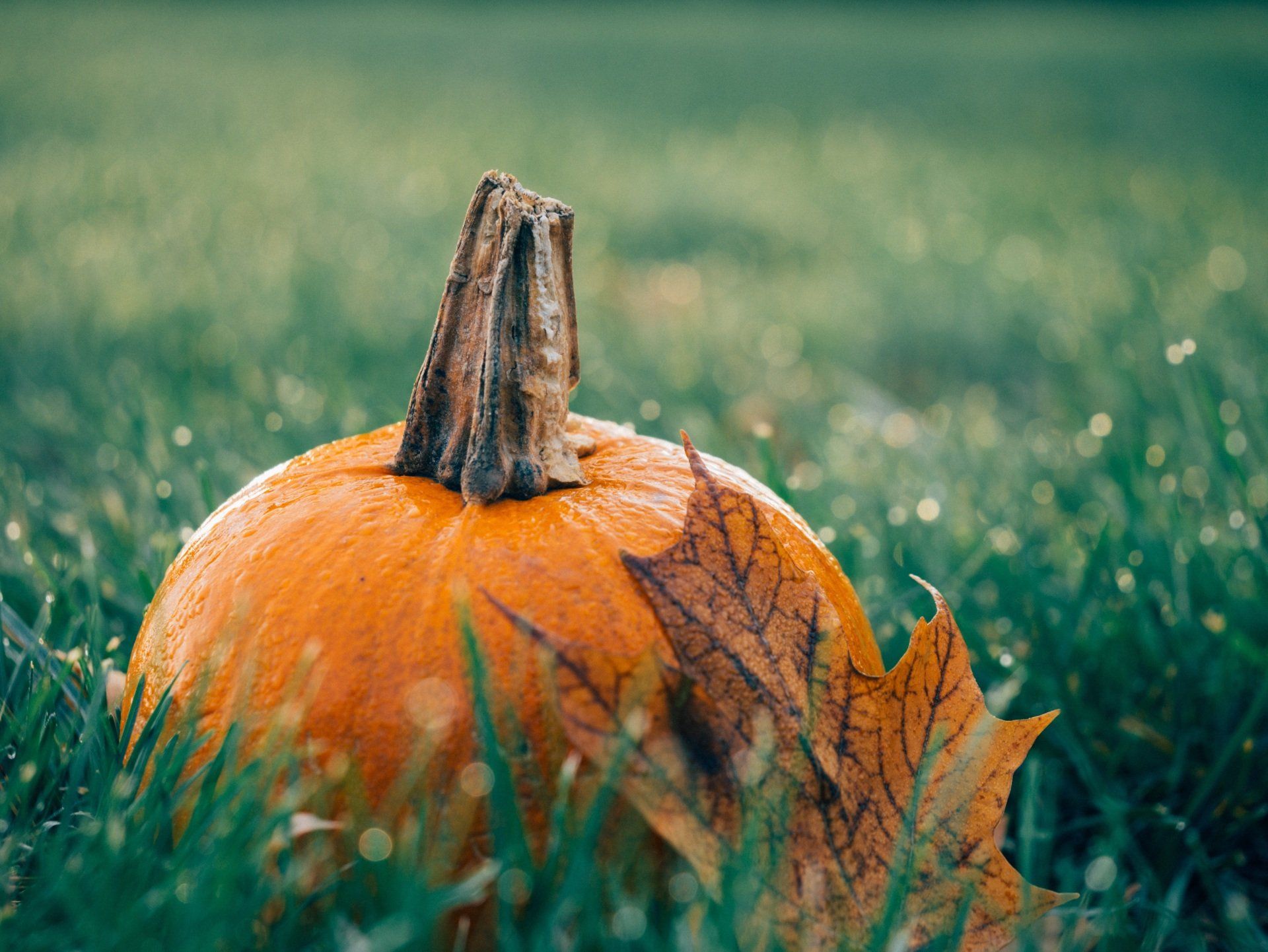 a pumpkin with a leaf on it is sitting in the grass .