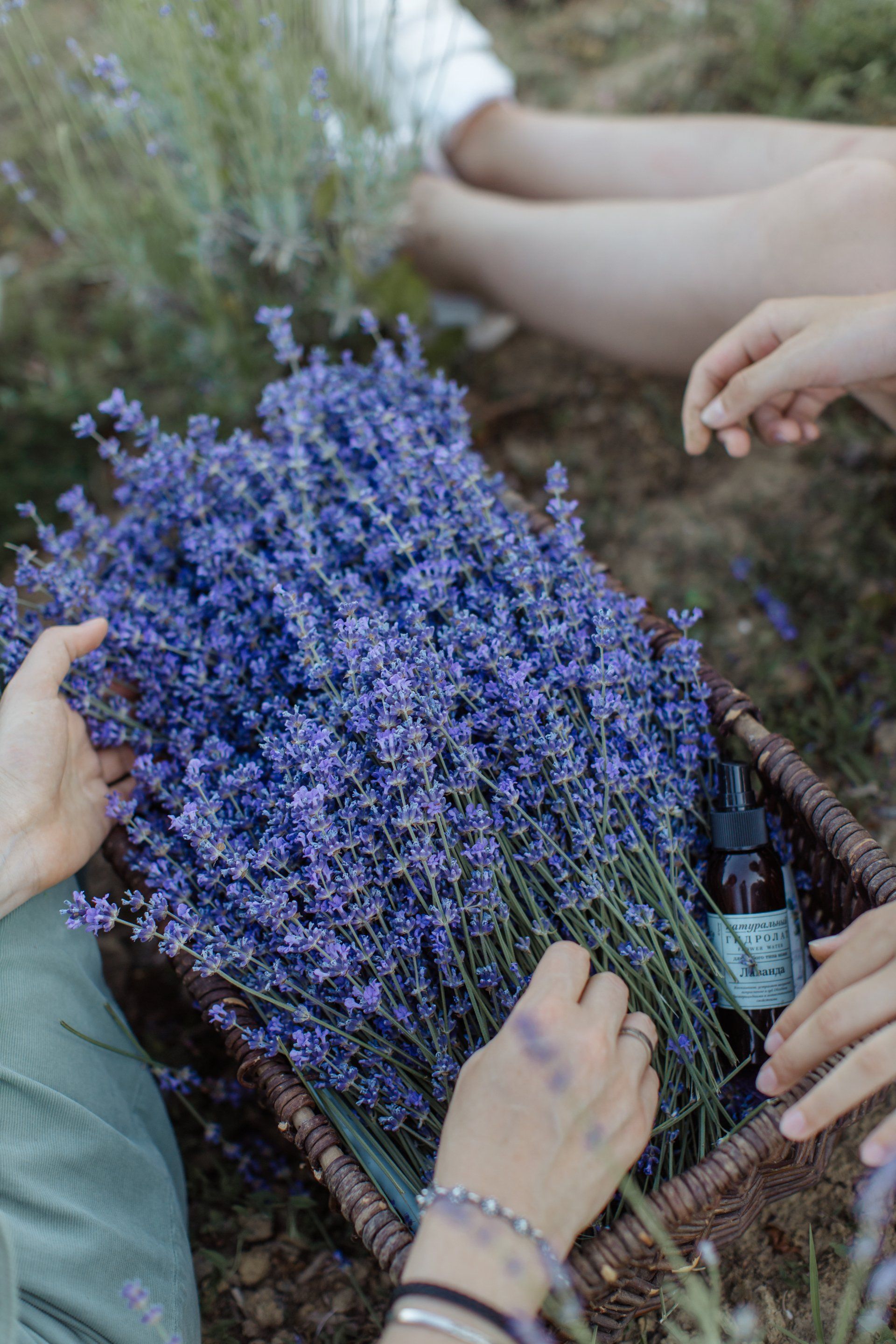 Sacred Mountain Lavender - fresh lavender