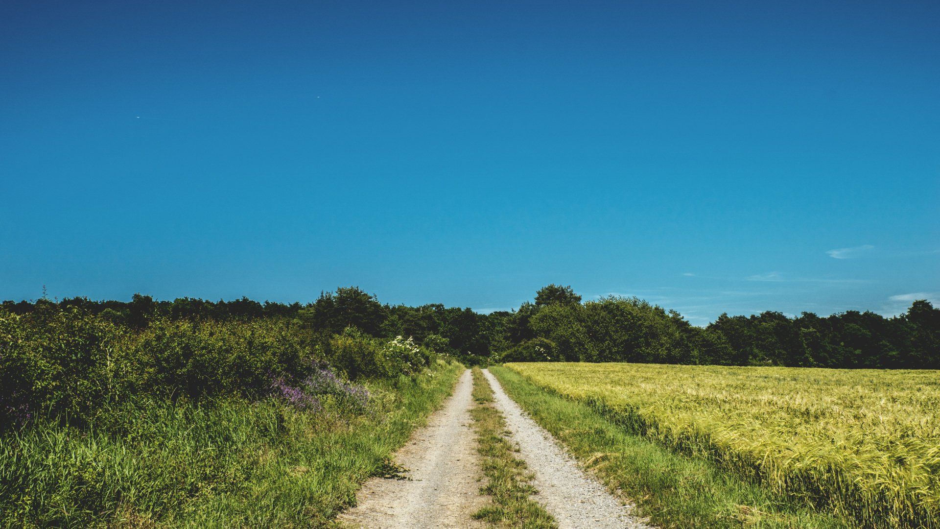 Land Surveyor | Alexander, LA