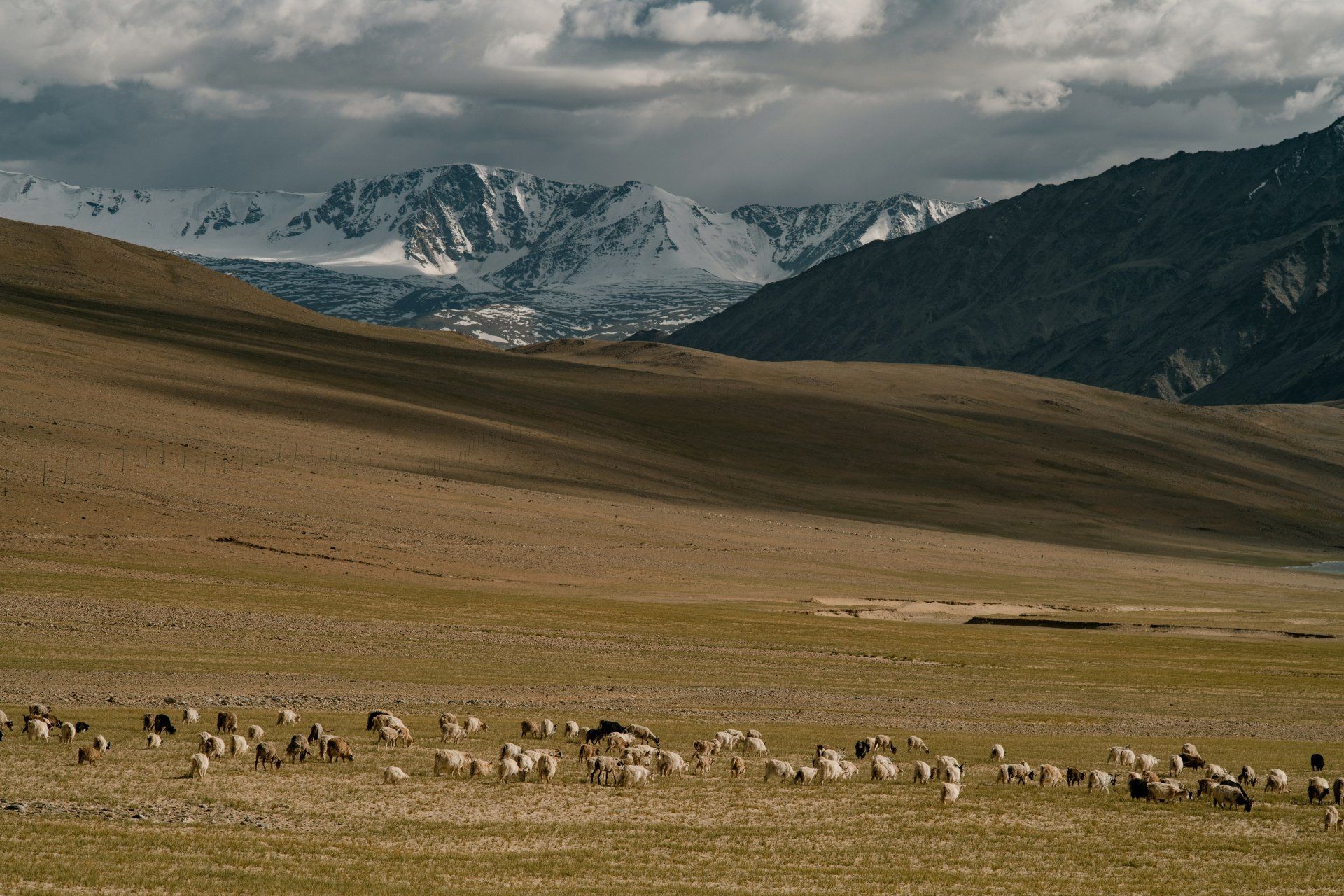 cattles on a wide piece of land