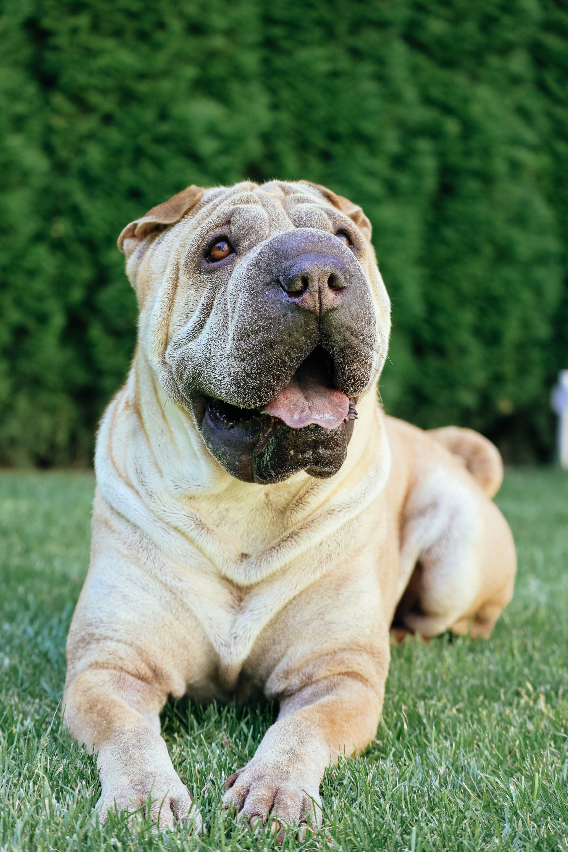 canine hydrotherapy, dog hydrotherapy, canine bodywork, dog massage, canine massage