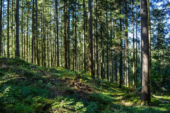 A forest filled with lots of trees and ferns on a sunny day.