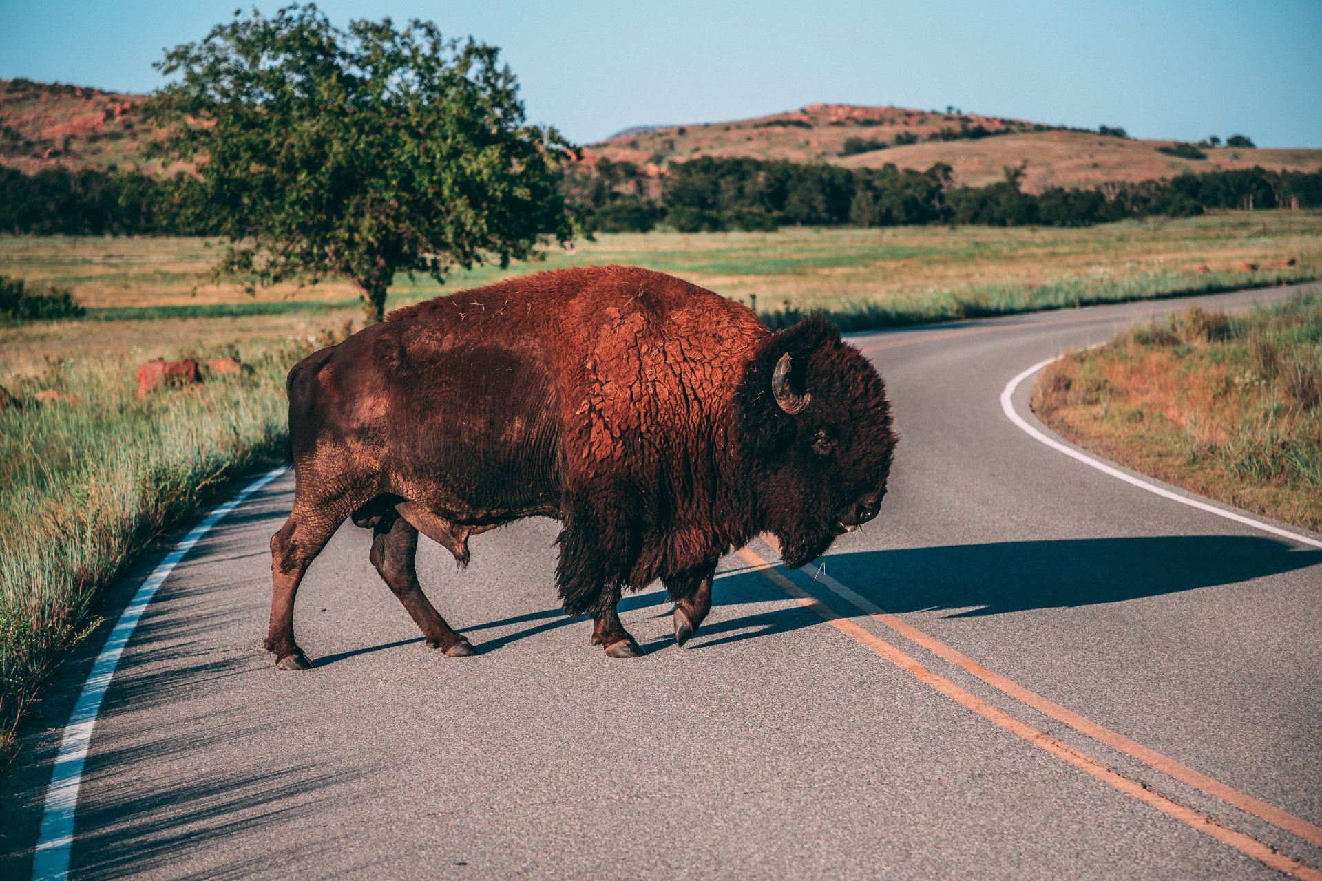 A bison is crossing a road in the middle of a field.