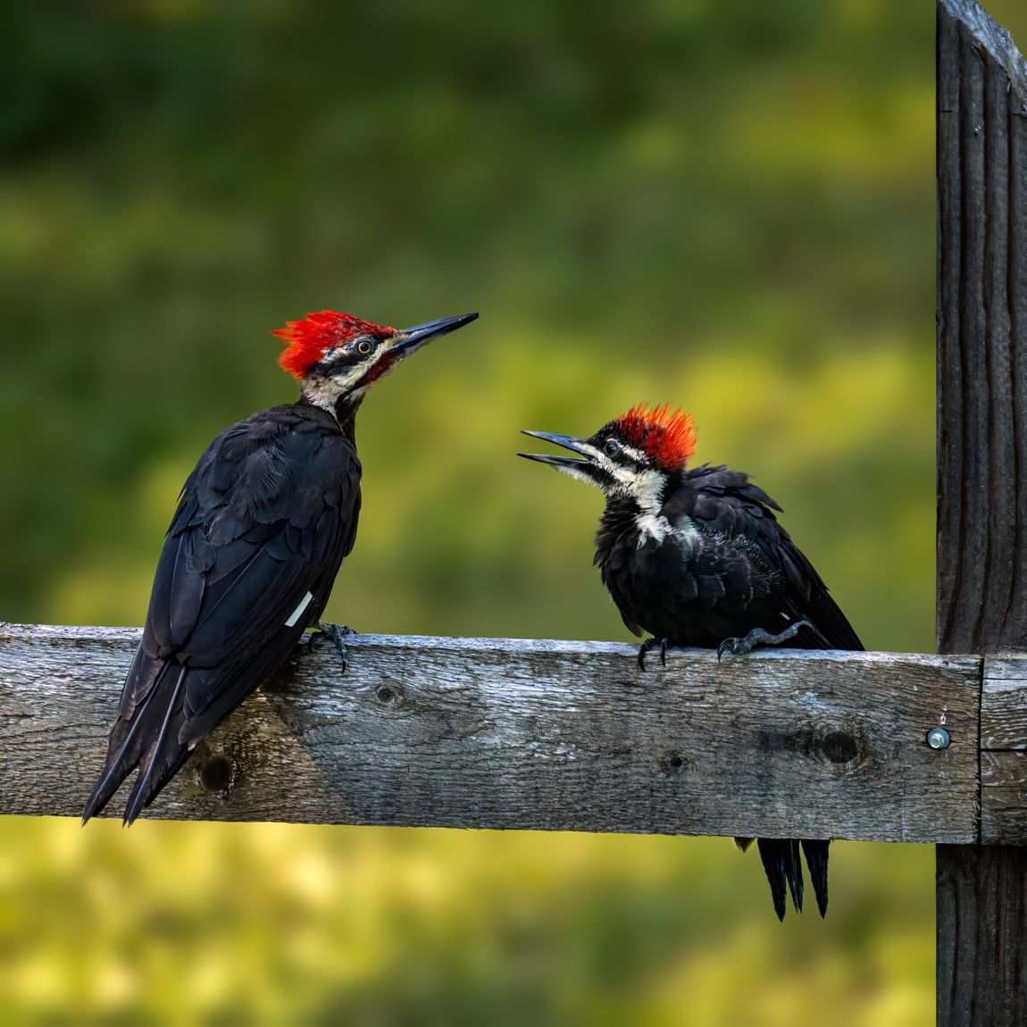 Vogels | Natuur | Dieren