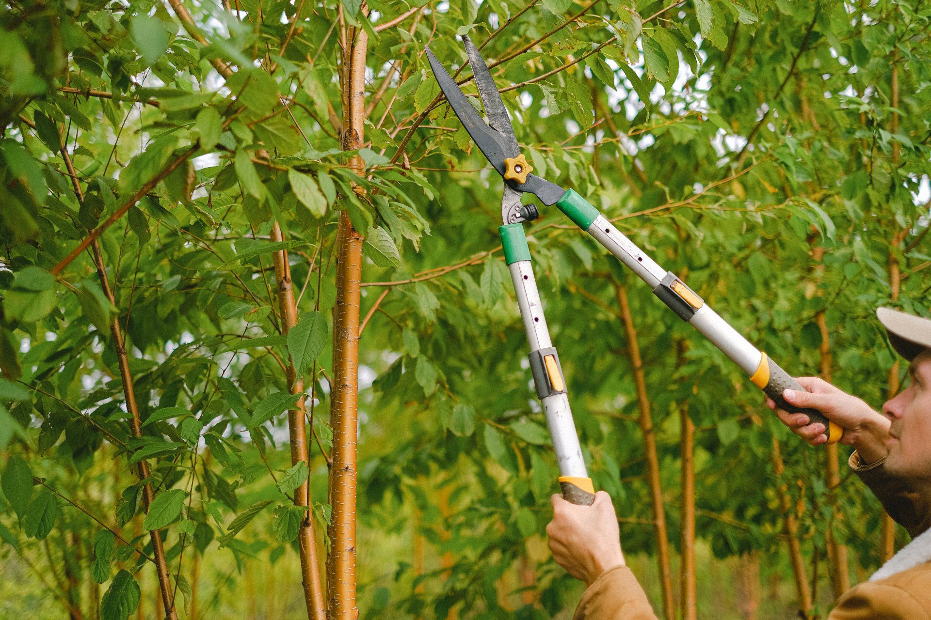 Long handled shears, or 