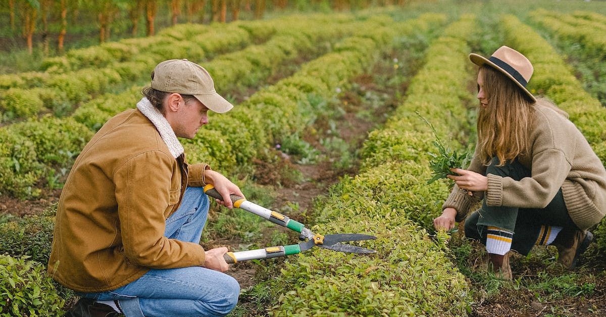A man and a woman are working in a field of plants.