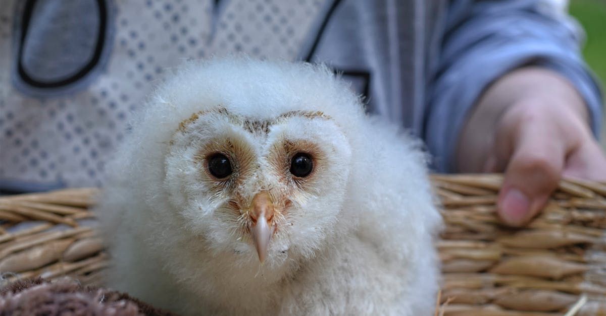 Fluffy white owlet with dark eyes and beak sits in a woven basket.