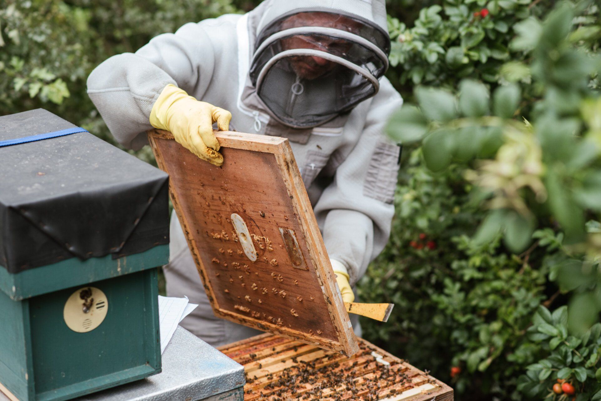 Bee Exterminator