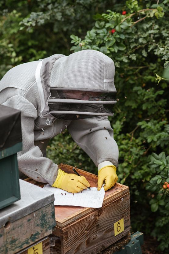 Bee Removal