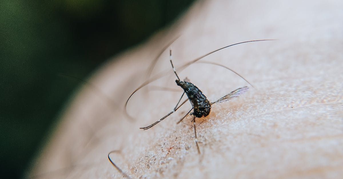 A close up of a mosquito on a person 's arm.