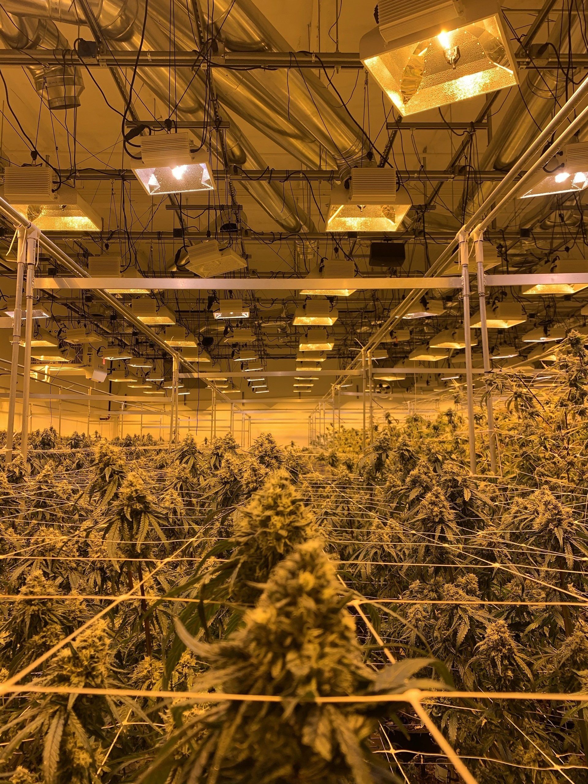 Cannabis Indoor Plantation Cannabis Indoor Plantation