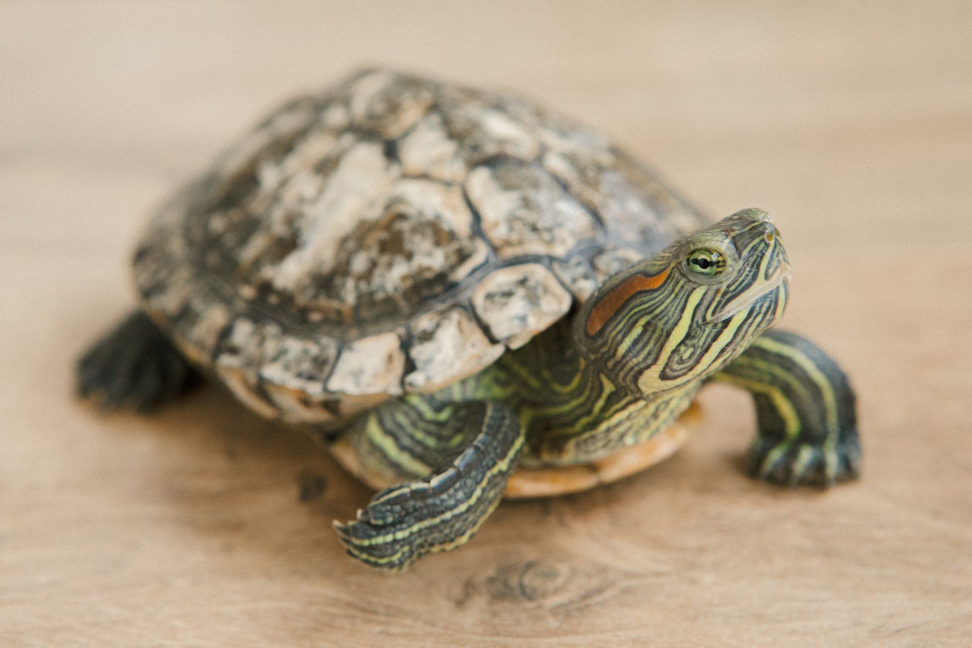 Sly, Puzzle Day Founder Jodi Jill's turtle