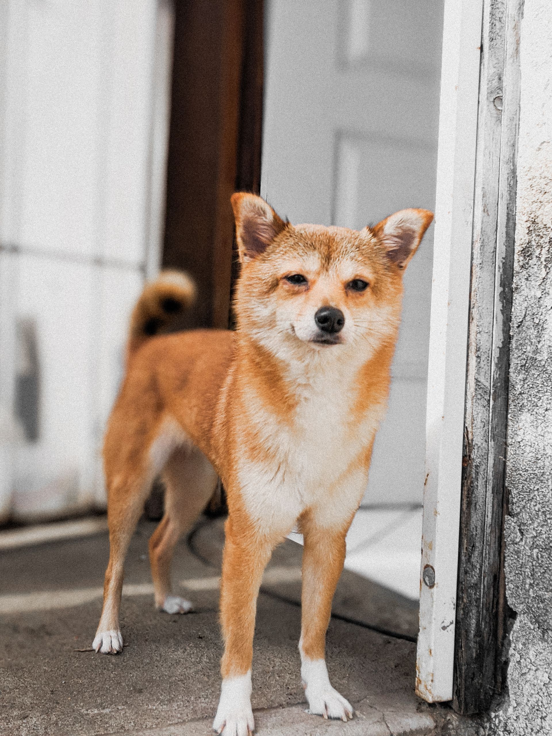 Un chien marron et blanc se tient devant une porte.