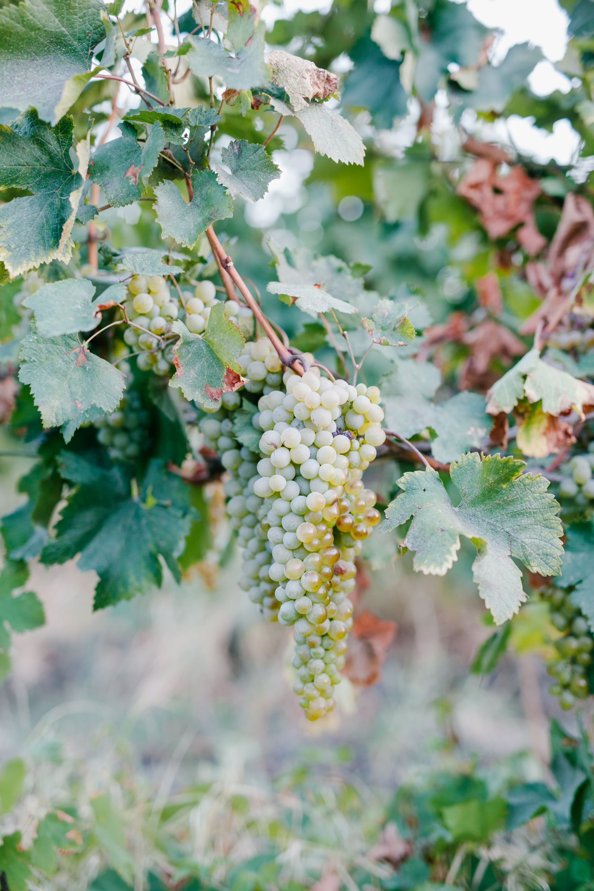grapes
