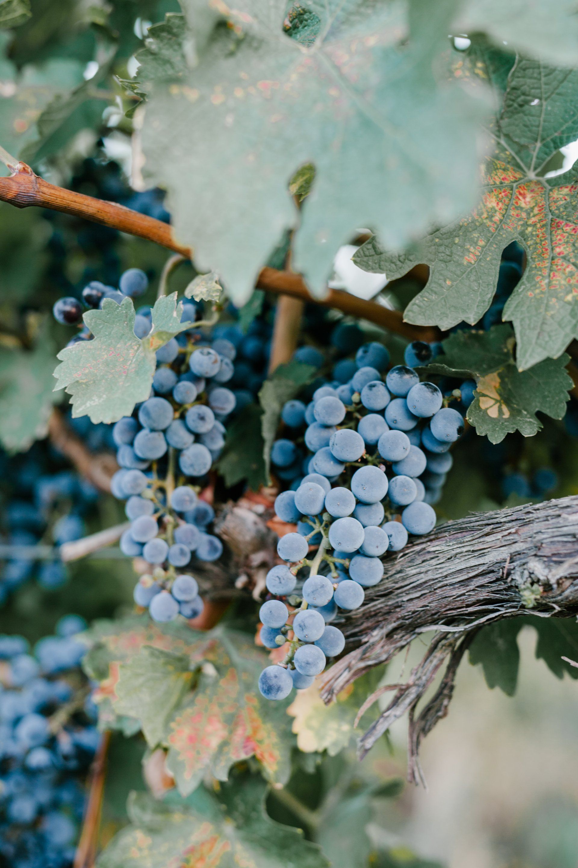 Une grappe de raisin bleu suspendue à une vigne aux feuilles vertes.