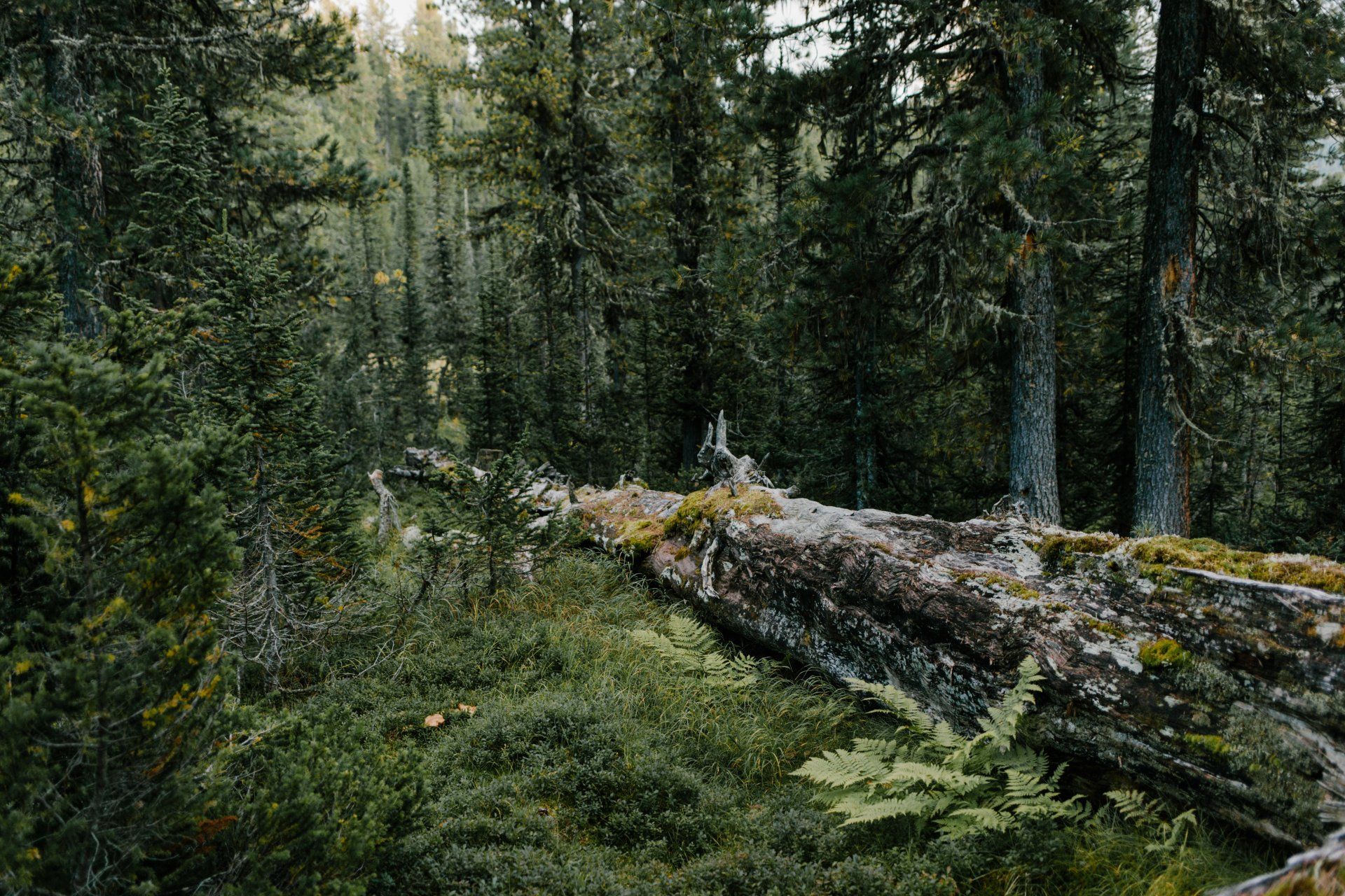 overgrown landscape