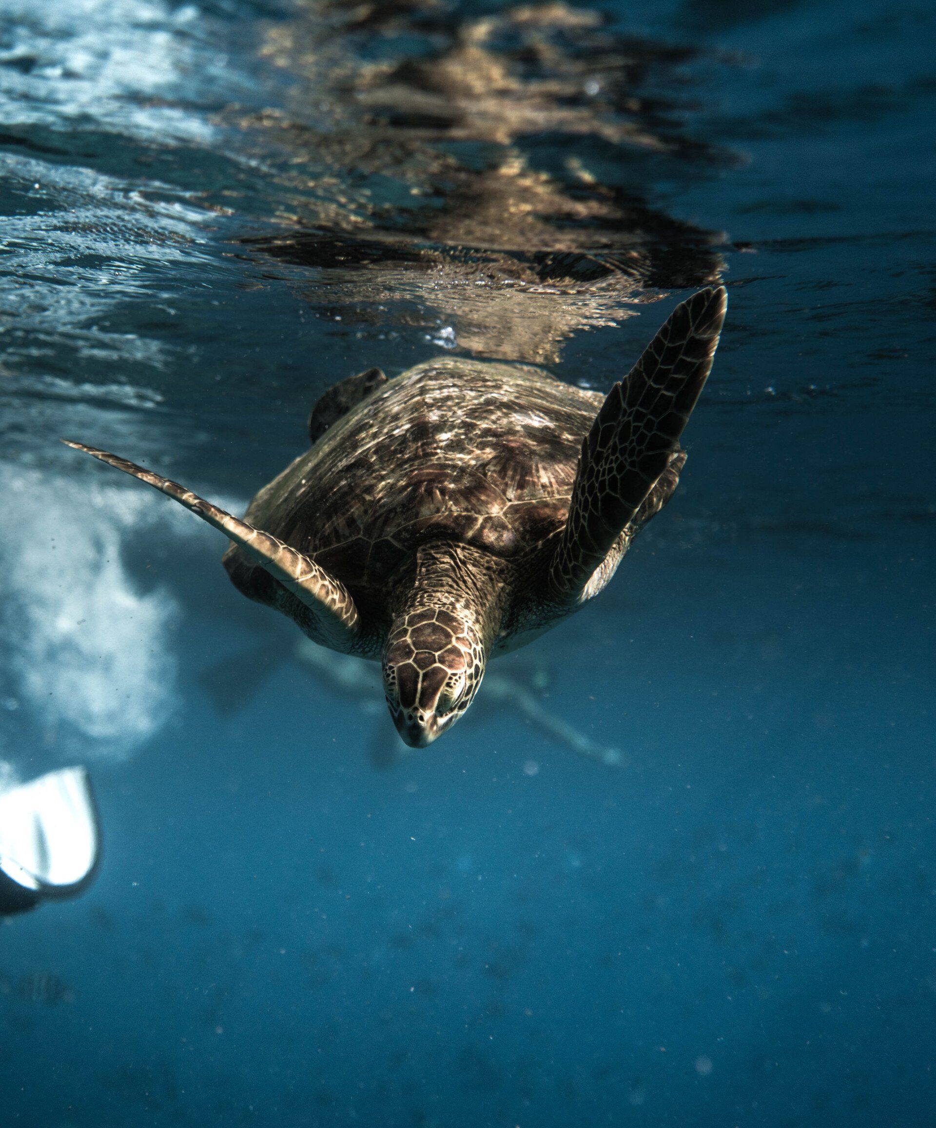 a sea turtle is swimming in the ocean .