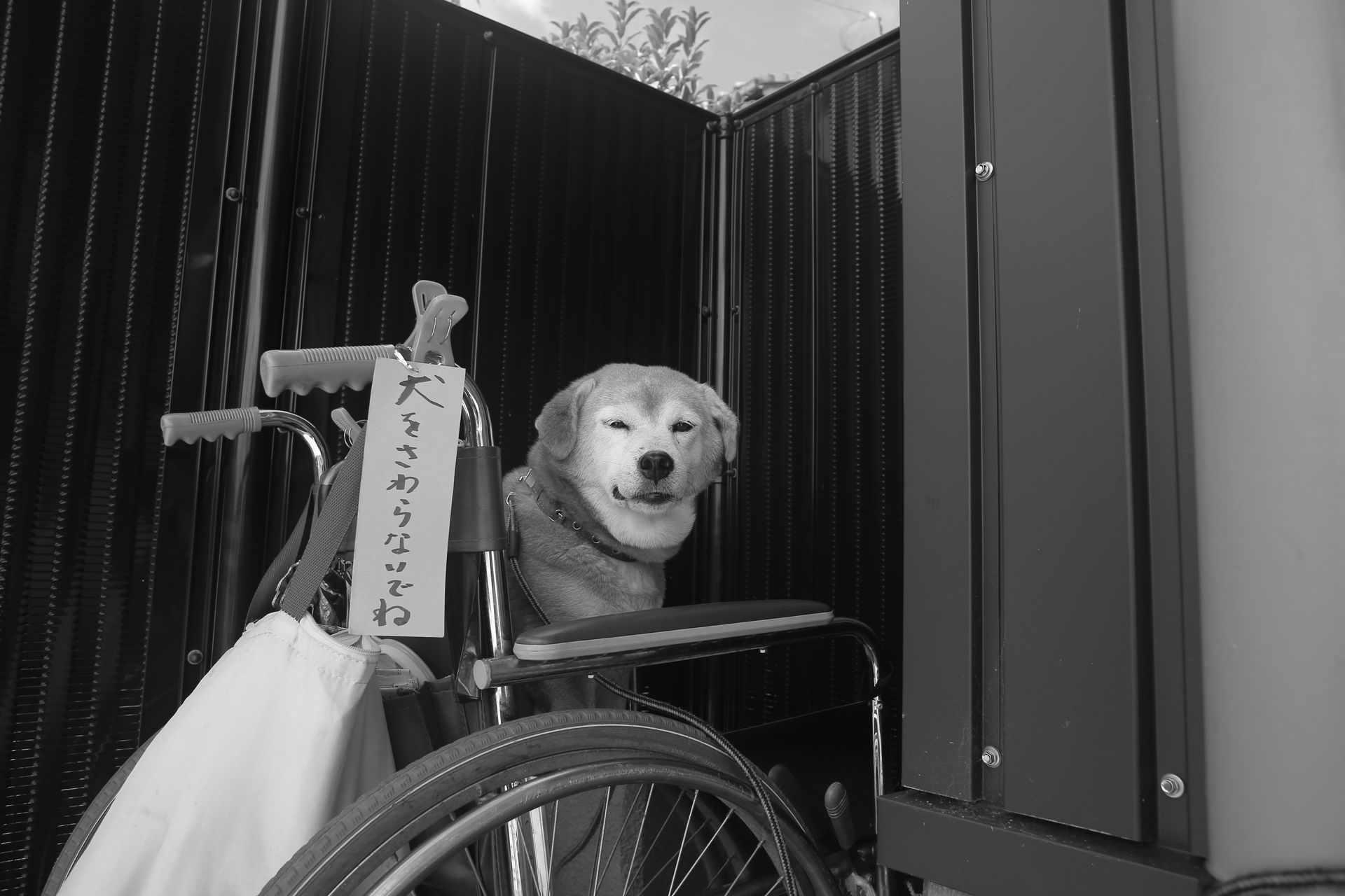 dog in a wheelchair
