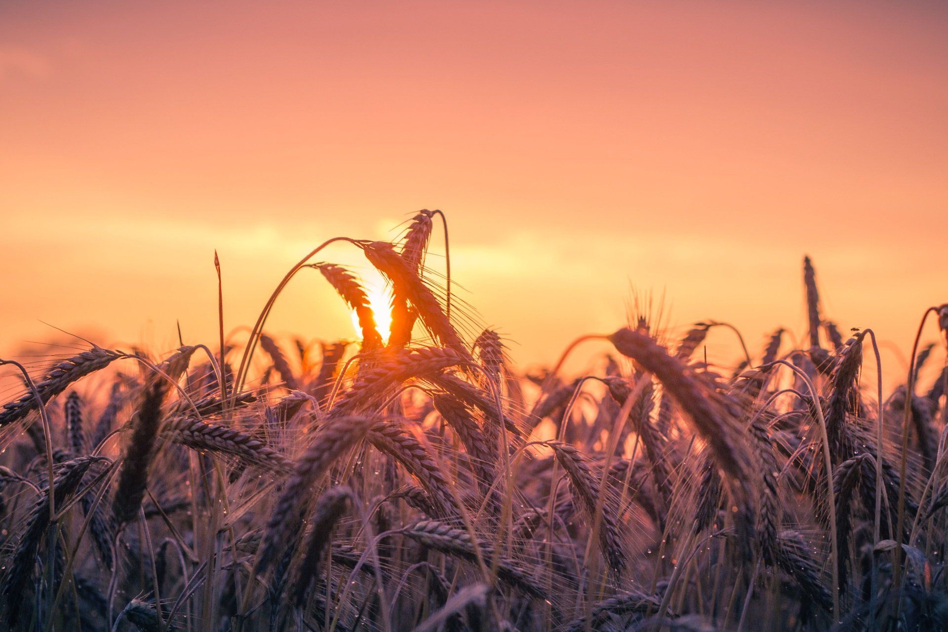 The sun is setting over a field of wheat.