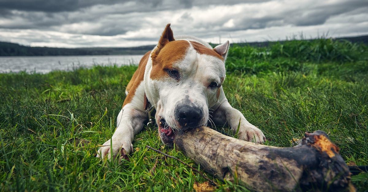 Person consulting a lawyer about a dog bite in New Jersey.