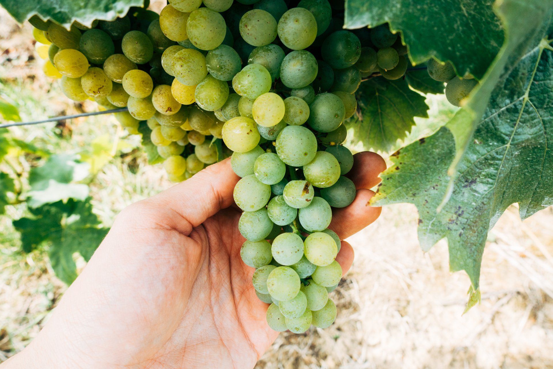 Une personne tient une grappe de raisin vert dans sa main.