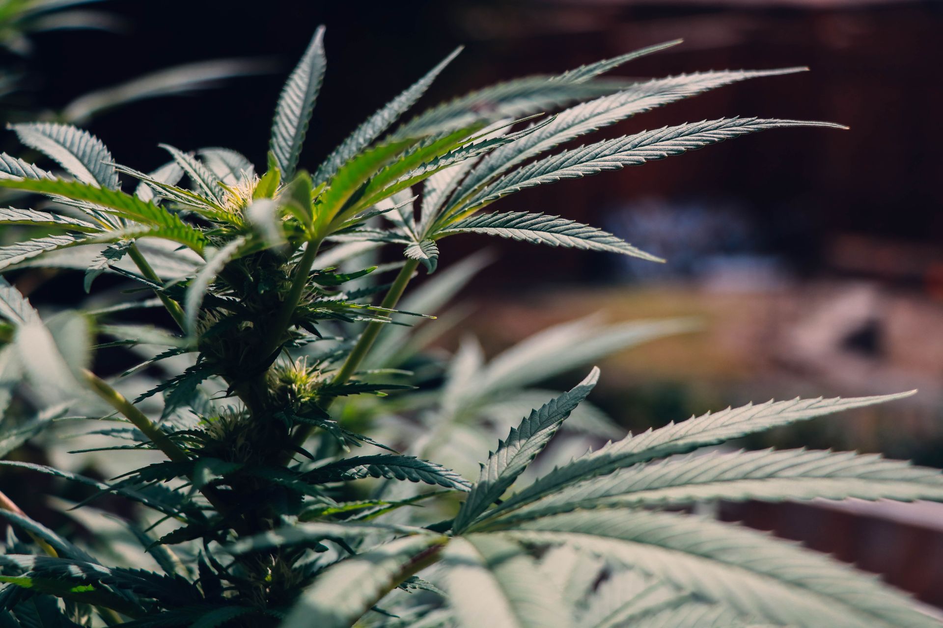 Klonetics and Craft Nurseries Announce Strategic Partnership