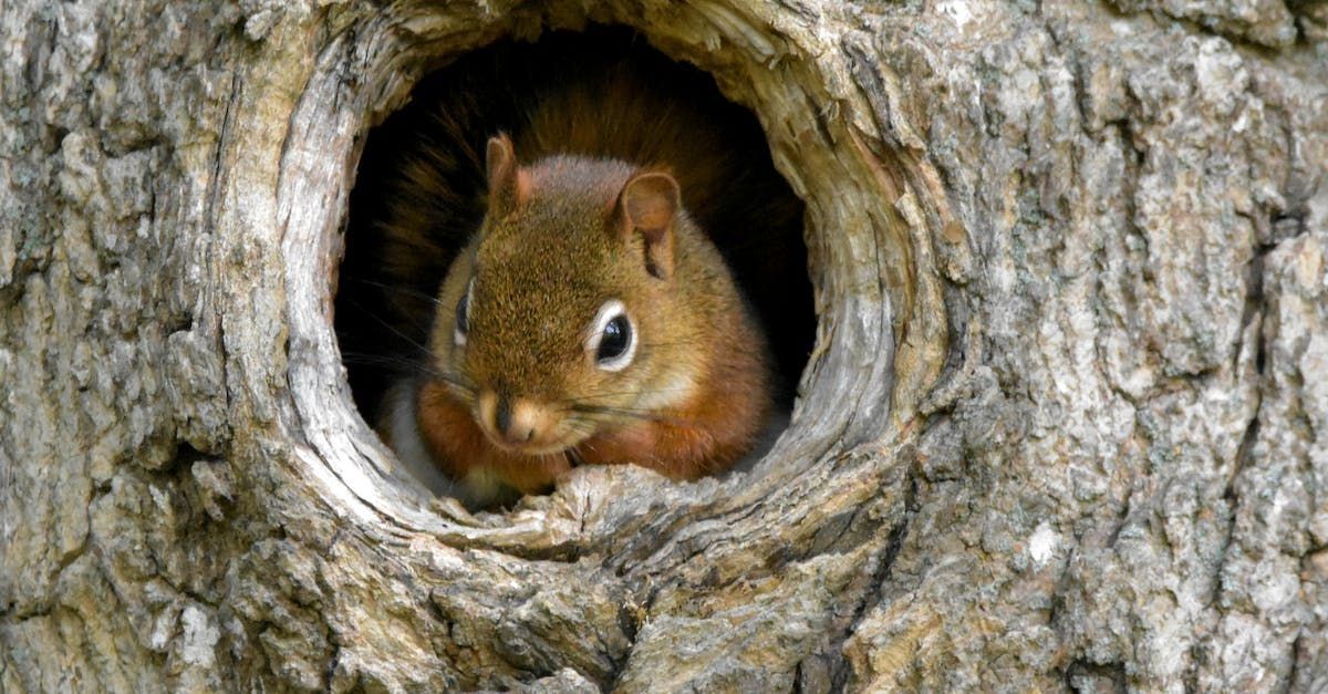 Squirrel peeking out of a hole in a tree trunk; reddish-brown fur, inquisitive expression.