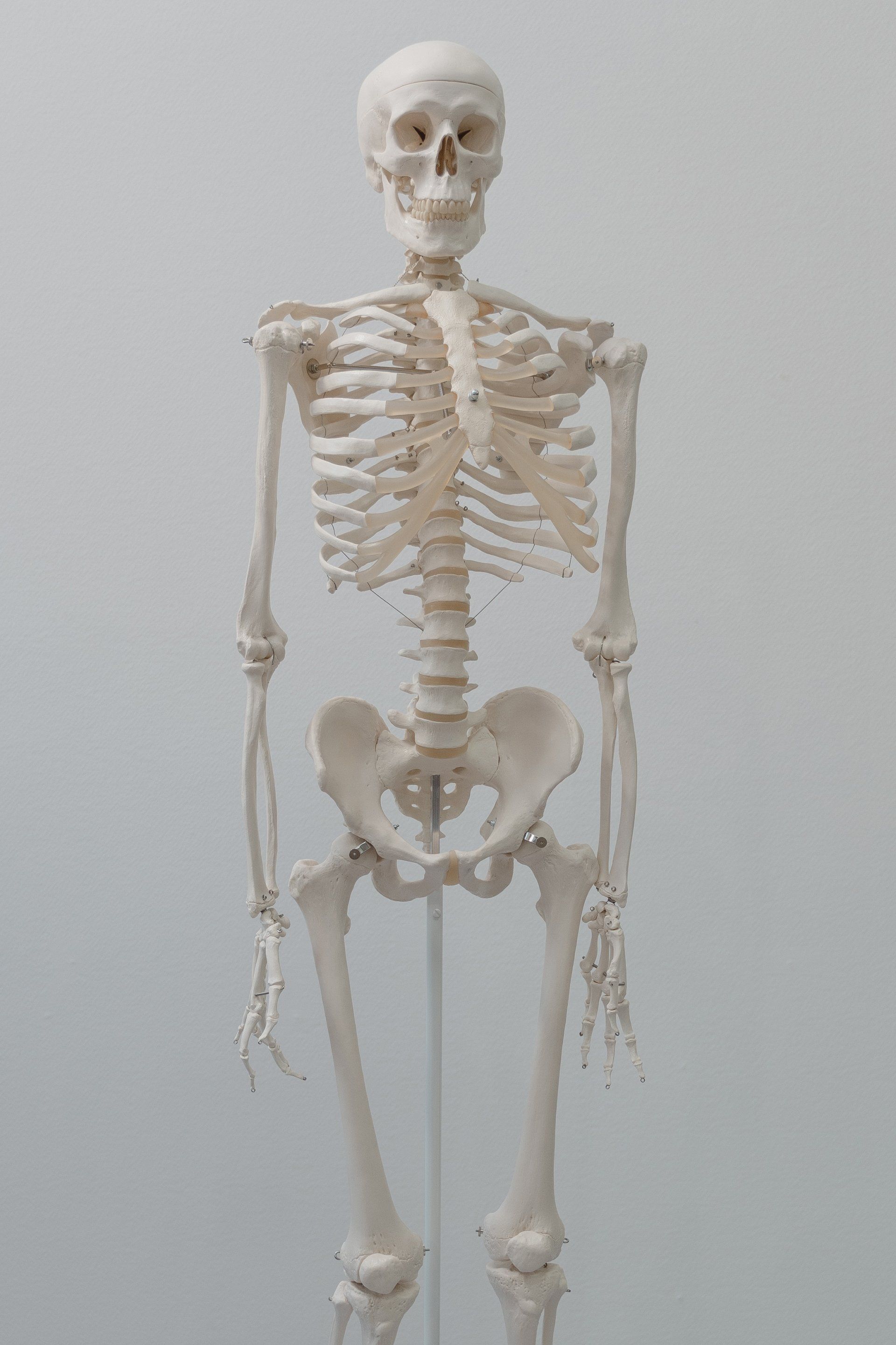 A skeleton is standing on a stand in front of a white wall.