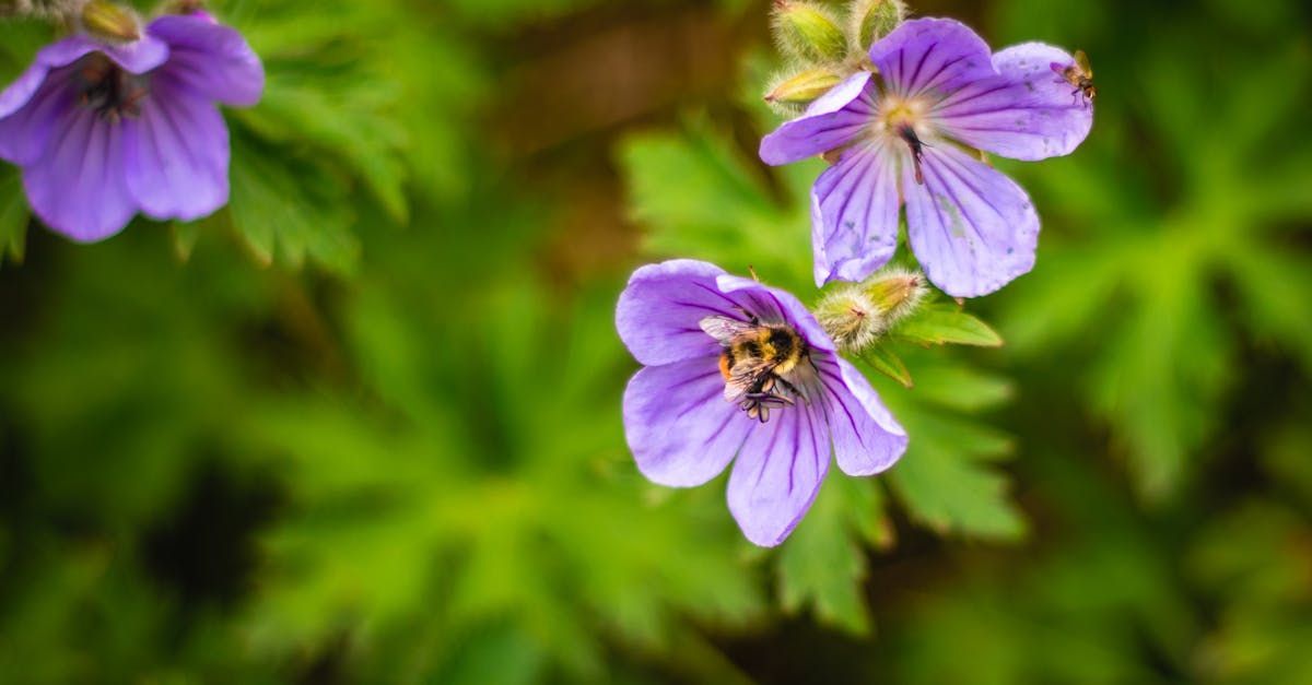 närbild på en sorts näva, men insekter