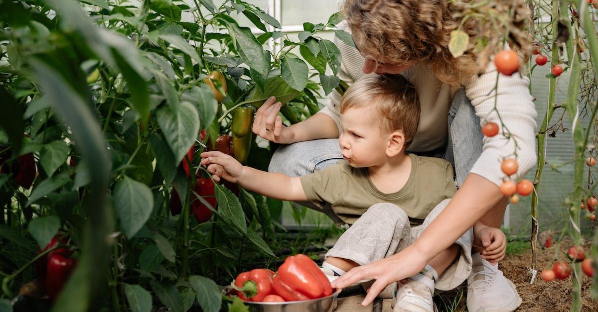 Adult and child harvesting peppers inside a greenhouse