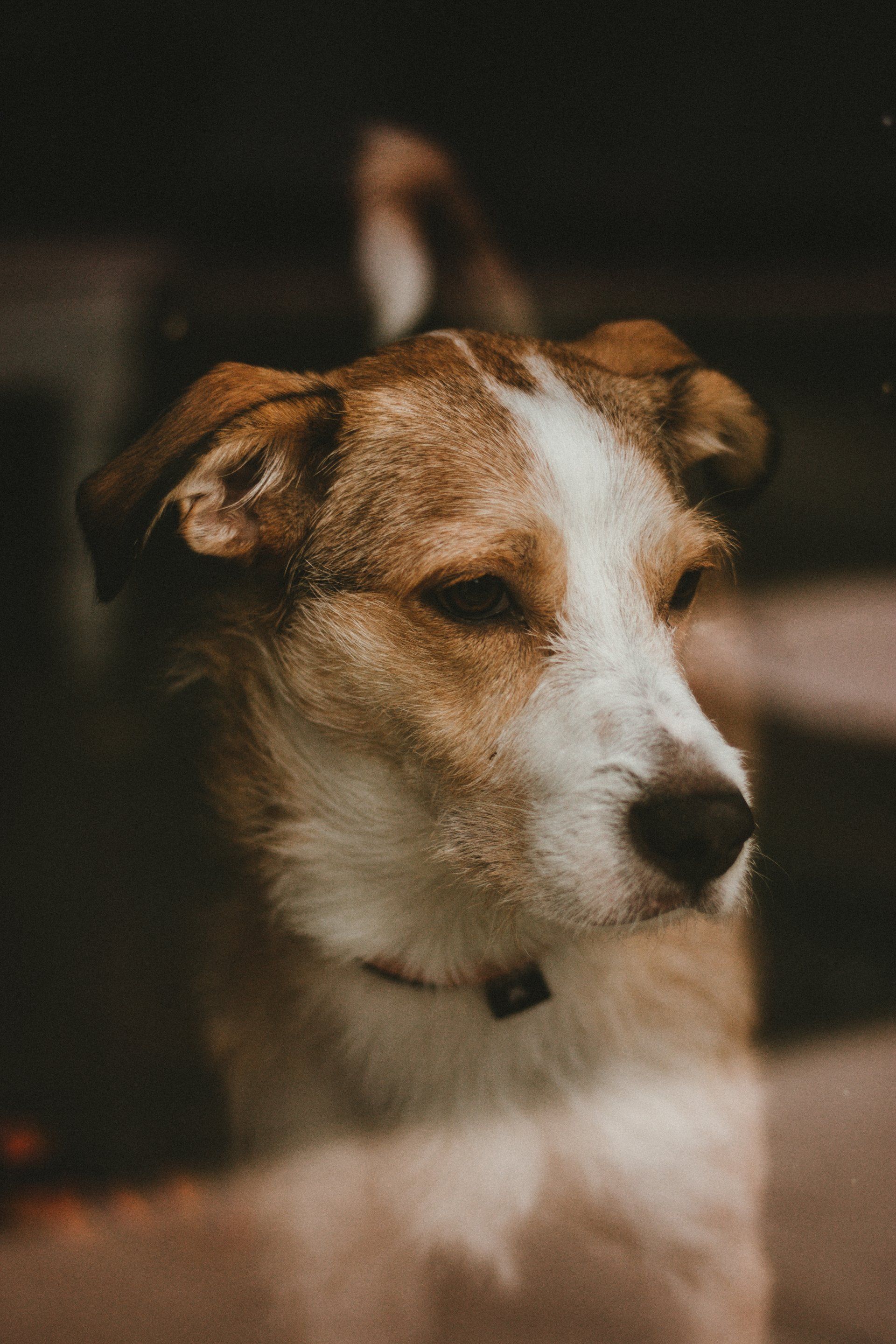 A dog peers through the glass as if waiting for someone to return.