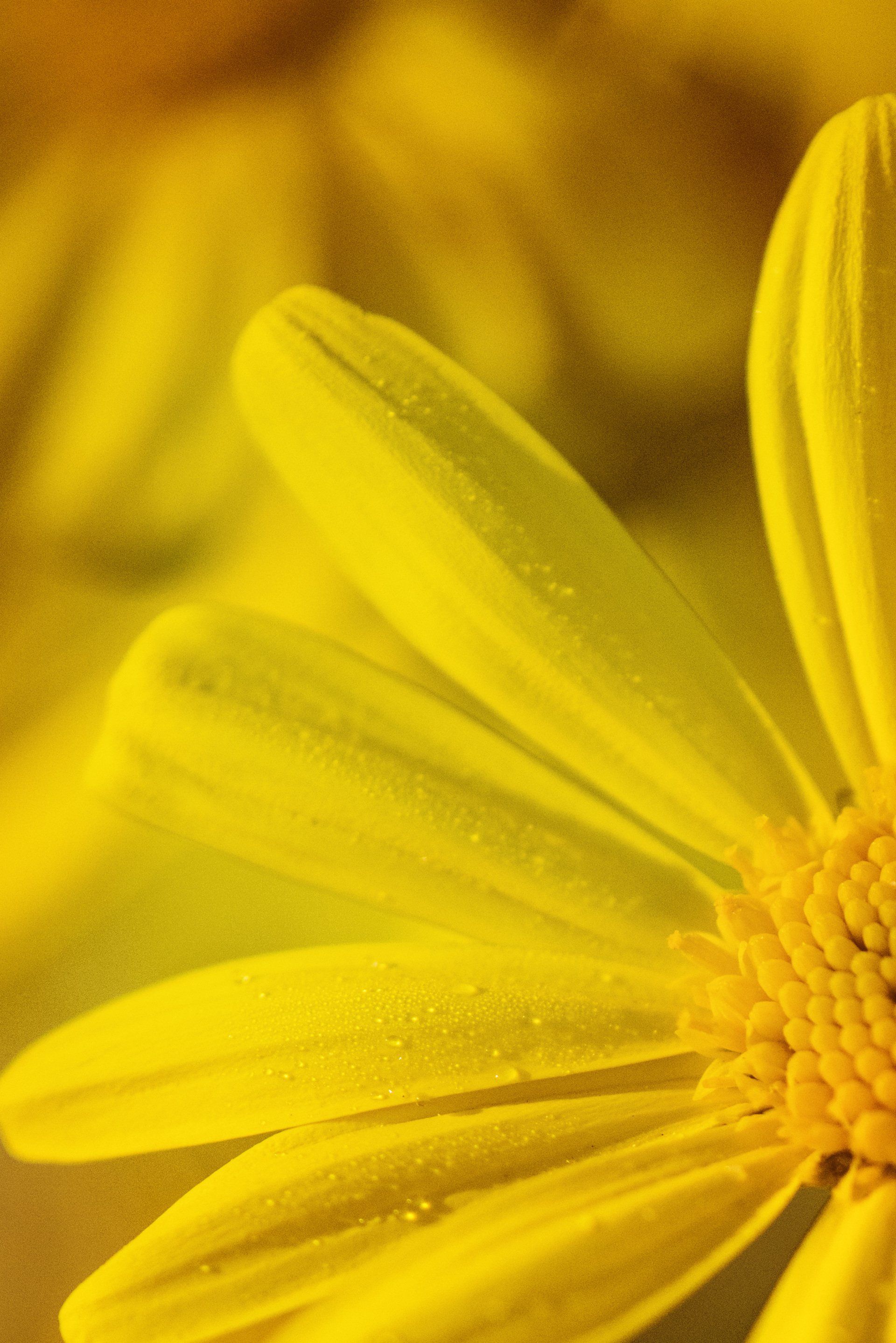 Close-up of a bright yellow flower with petals and a textured center