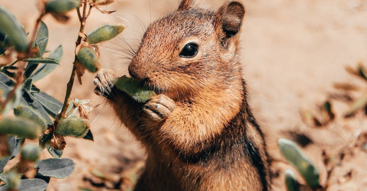Chipmunk eating leaves, outdoors in brown and green, close-up.