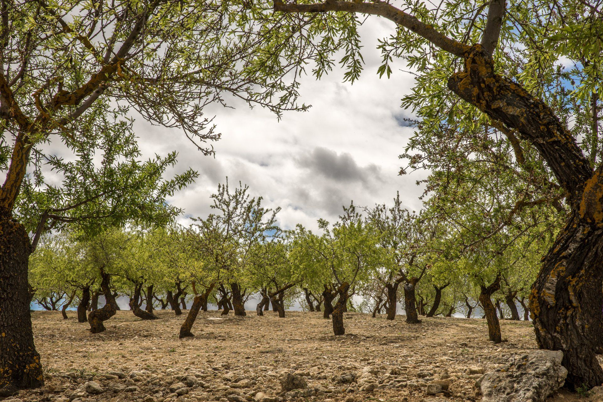 olive tree orchard
