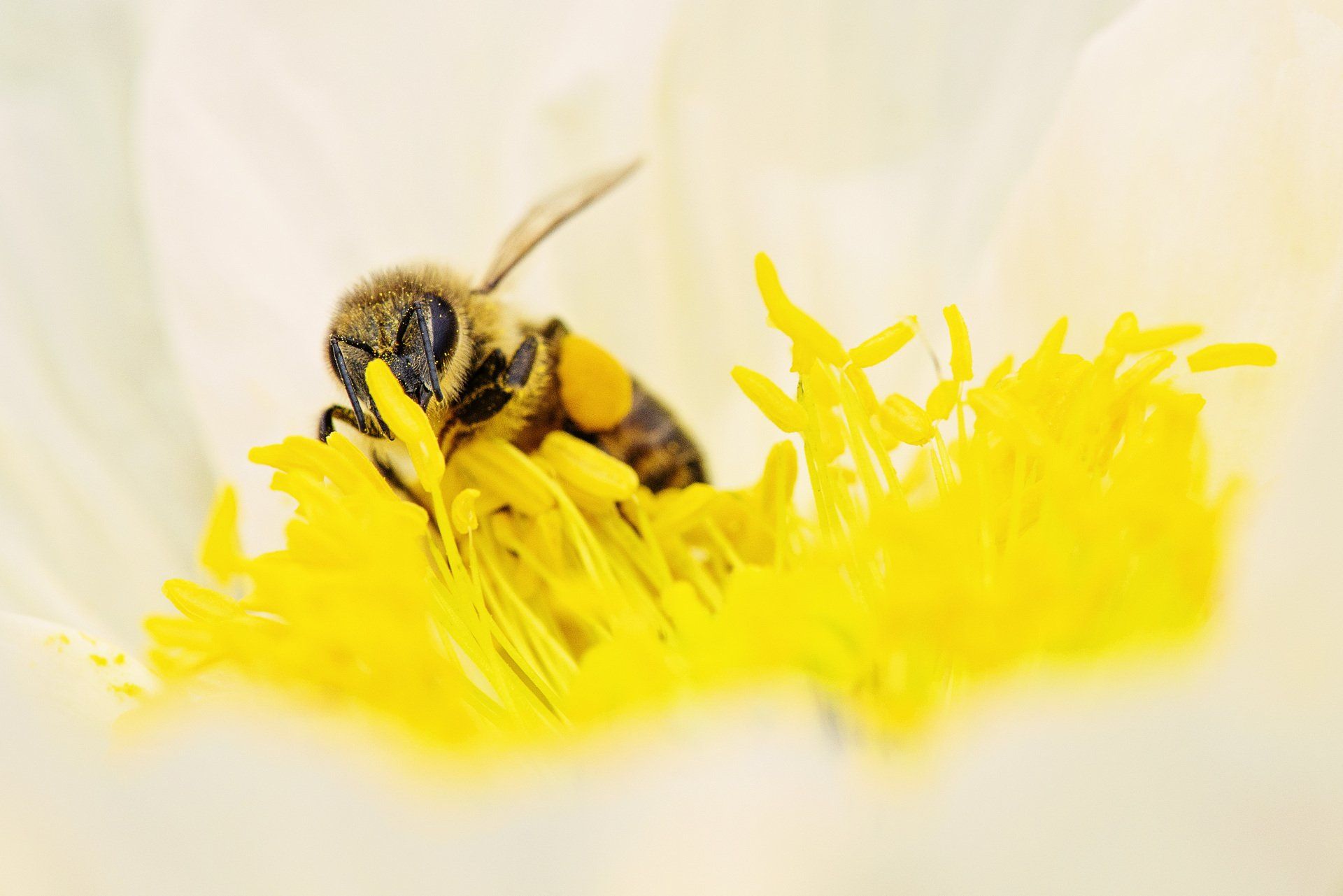 pest control Jonesville SC