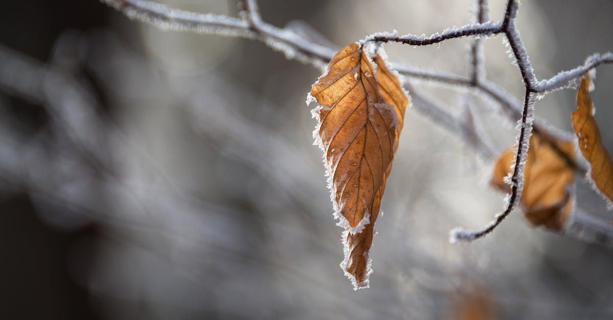 Welcome January - A Poem by Sue Cartwright, Spiral Leaf
