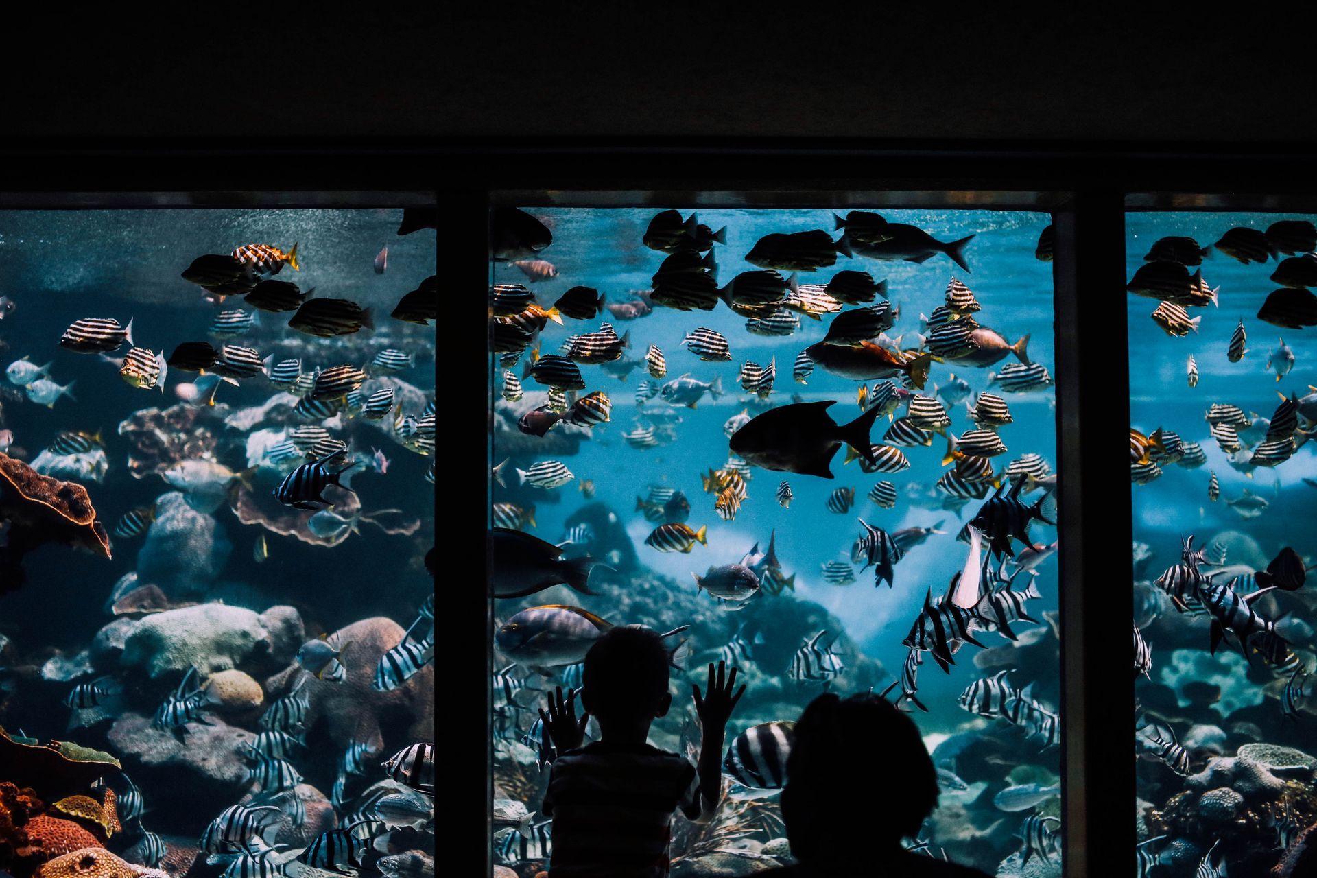 kids peeking through large fish tank