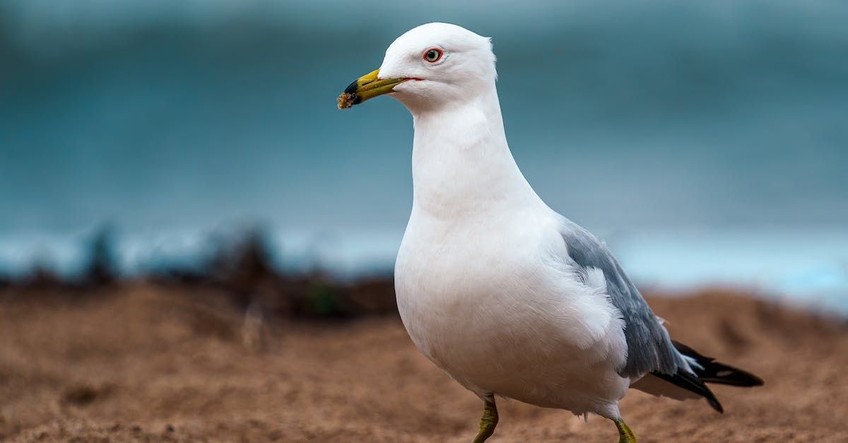 A seagull is standing on a sandy beach near the ocean.