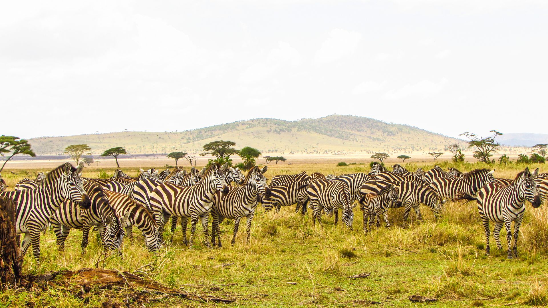 A dazzle of Zebras in Serengeti National Park in Tanzania.