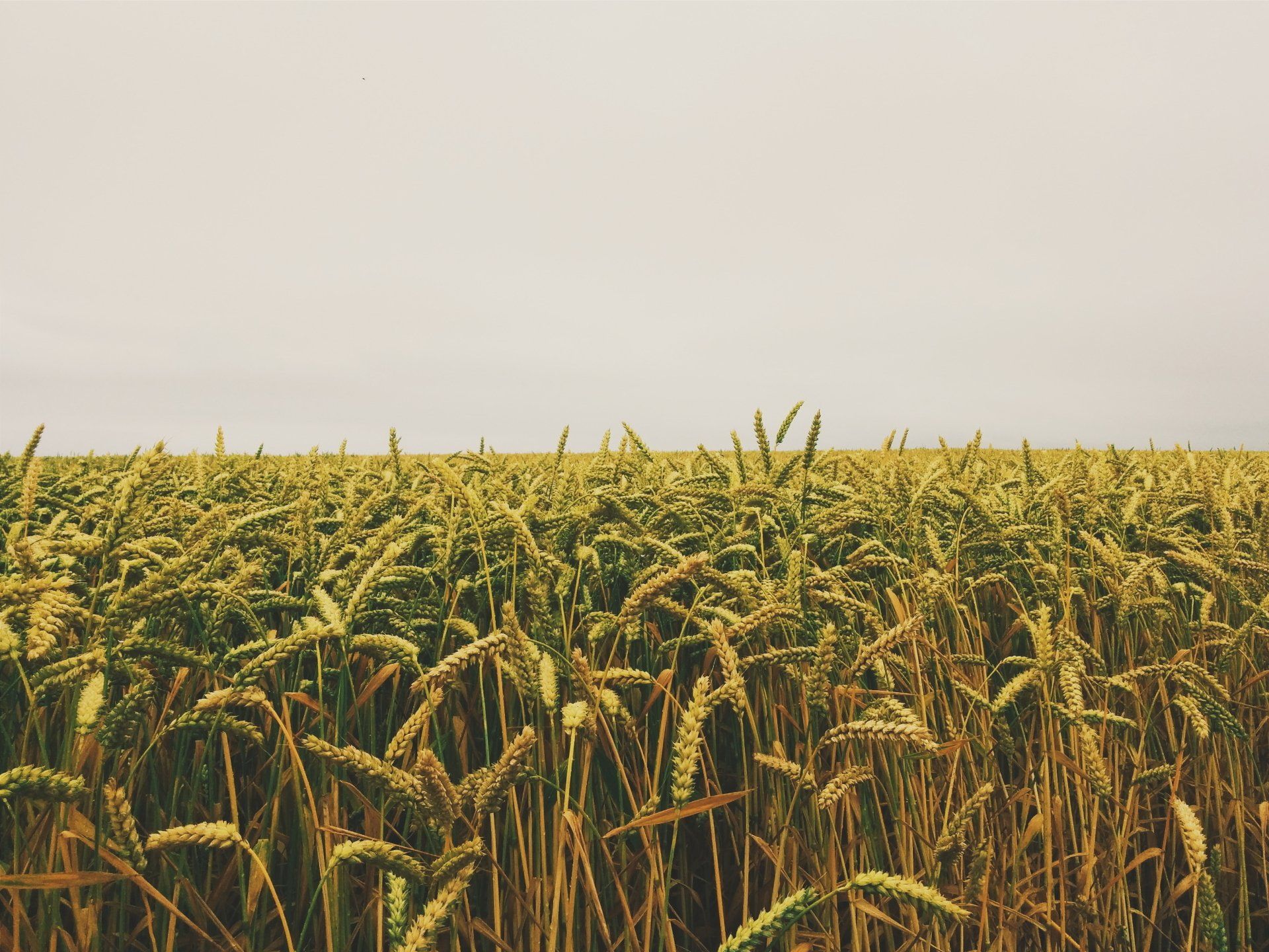 crops in a field