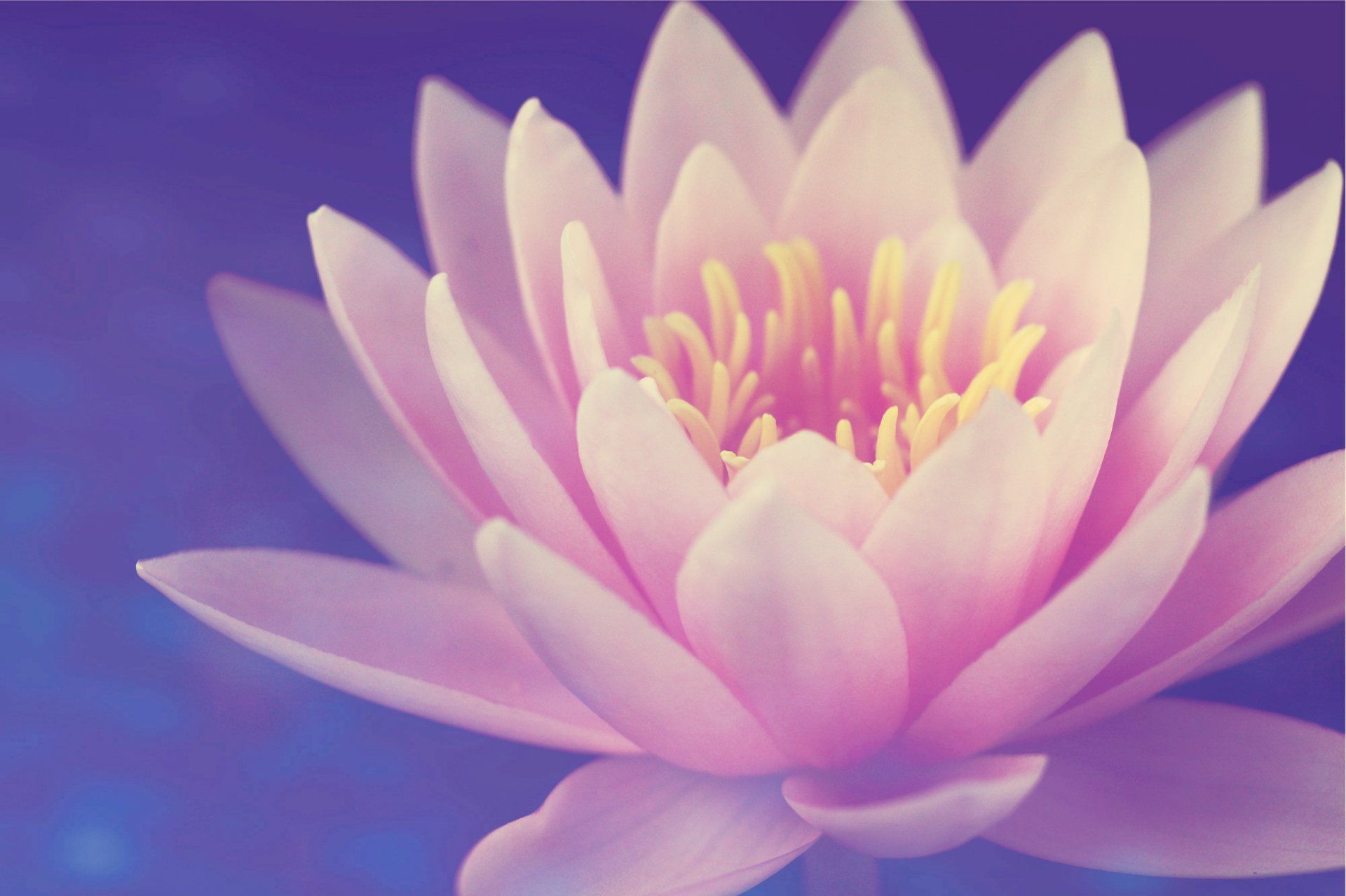 lotus img