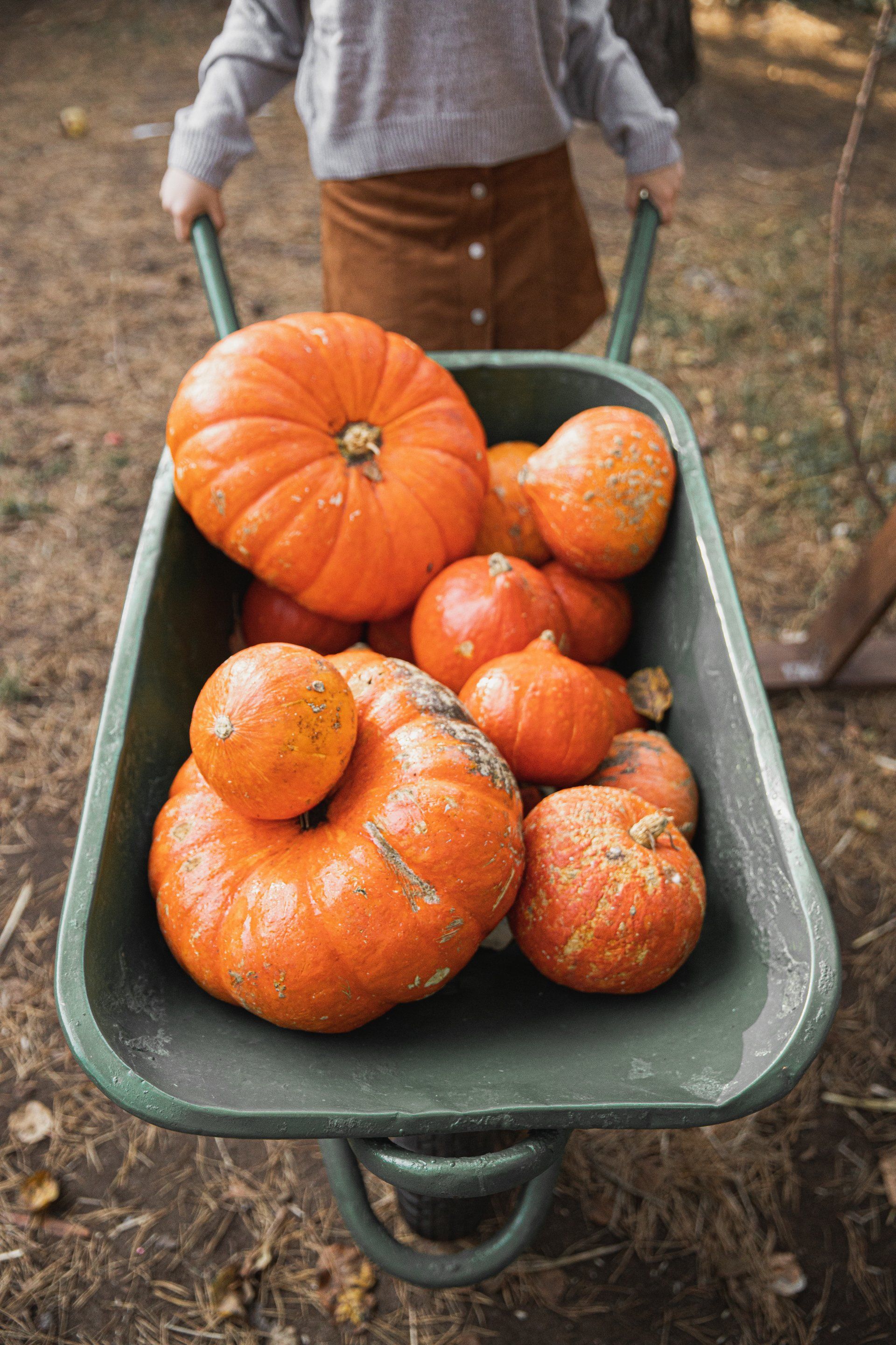 Person pushing a wheelbarrow full of pumpkins in an outdoor garden scene. Grasshopper Farms Knightdale, NC