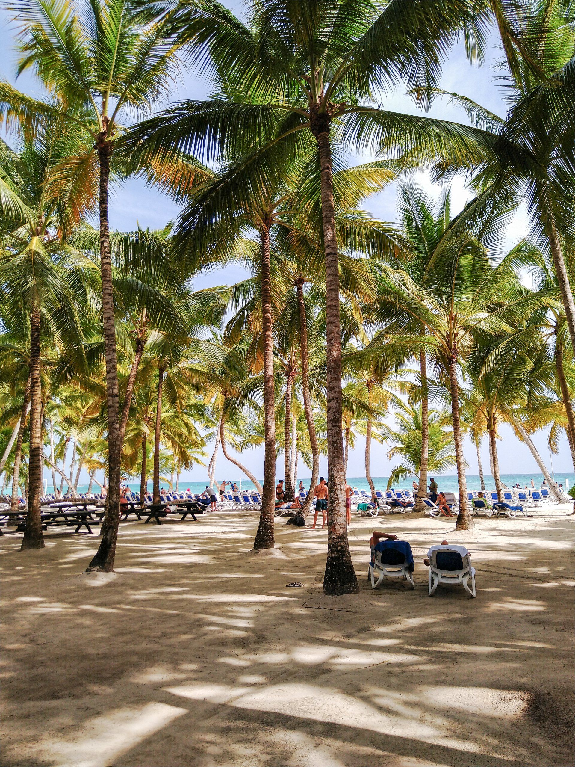 Escena de playa con palmeras, suelo arenoso y gente relajándose cerca del océano.