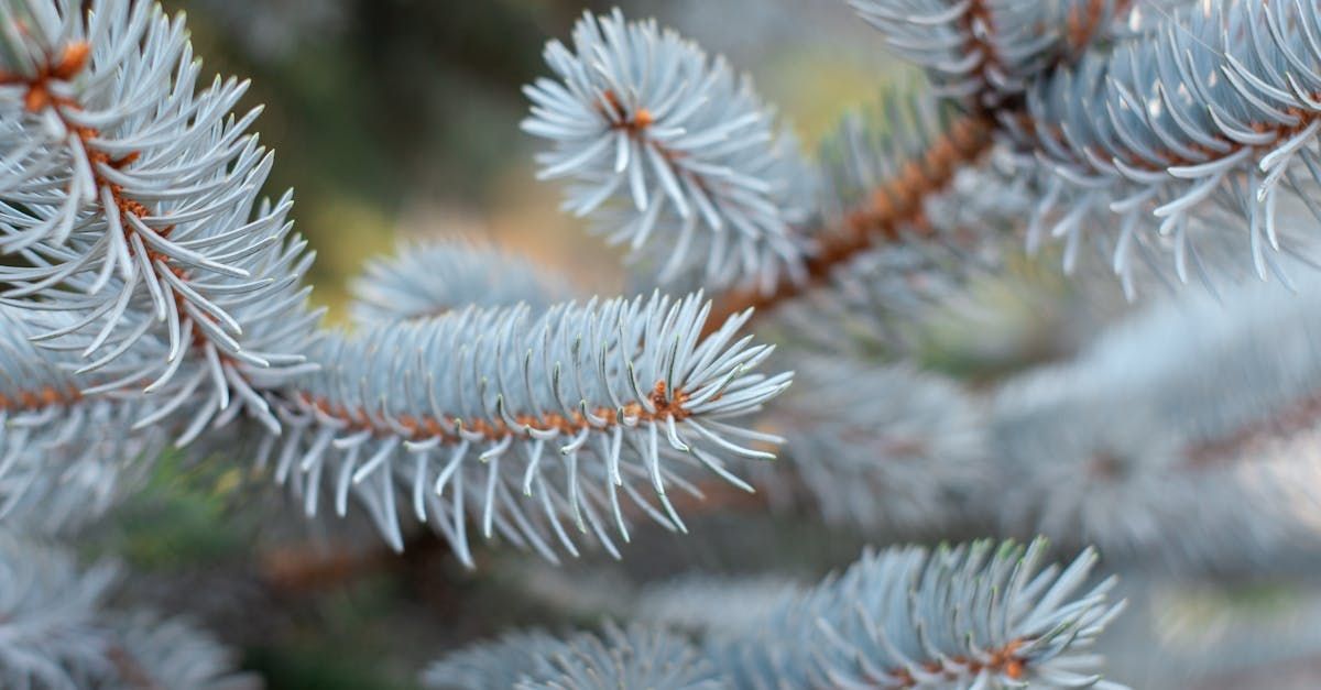 A close up of a christmas tree branch with blue needles